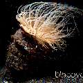 Tube Anemone (Ceriantharia), photo taken in Indonesia, North Sulawesi, Lembeh Strait, Aer Prang 1