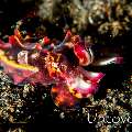 Flamboyant Cuttlefish (Metasepia pfefferi), photo taken in Indonesia, North Sulawesi, Lembeh Strait, Hairball