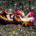 Flamboyant Cuttlefish (Metasepia pfefferi), photo taken in Indonesia, North Sulawesi, Lembeh Strait, Hairball