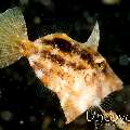 Filefish, photo taken in Indonesia, North Sulawesi, Lembeh Strait, Hairball