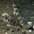 Shrimpgoby, photo taken in Indonesia, North Sulawesi, Lembeh Strait, Hairball