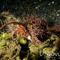 Ambon Scorpionfish (Pteroidichthys amboniensis), photo taken in Indonesia, North Sulawesi, Lembeh Strait, Hairball
