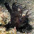 Hairy Frogfish (Antennarius striatus), photo taken in Indonesia, North Sulawesi, Lembeh Strait, Hairball