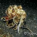 Coconut octopus (Amphioctopus marginatus)