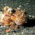 Coconut octopus (Amphioctopus marginatus), photo taken in Indonesia, North Sulawesi, Lembeh Strait, Hairball