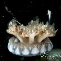 Upside Down Jellyfish (Cassiopea)