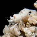 Anker's Whip Coral Shrimp (Pontonides ankeri), photo taken in Indonesia, North Sulawesi, Lembeh Strait, Nudi Retreat