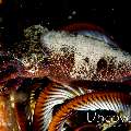 Pygmy Cuttlefish (Sepia bandensis), photo taken in Indonesia, North Sulawesi, Lembeh Strait, Nudi Retreat