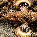 Spiny Devilfish (Inimicus didactylus), photo taken in Indonesia, North Sulawesi, Lembeh Strait, Nudi Retreat