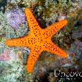 Starfish, photo taken in Indonesia, North Sulawesi, Lembeh Strait, Nudi Retreat
