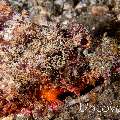 Tassled Scorpionfish (Scorpaenopsis oxycephala), photo taken in Indonesia, North Sulawesi, Lembeh Strait, Makawide 2