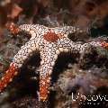 Starfish, photo taken in Indonesia, North Sulawesi, Lembeh Strait, Makawide 2