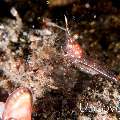 Commensal Shrimp, photo taken in Indonesia, North Sulawesi, Lembeh Strait, Makawide 2