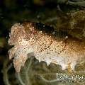Pygmy Cuttlefish (Sepia bandensis)