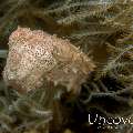 Pygmy Cuttlefish (Sepia bandensis), photo taken in Indonesia, North Sulawesi, Lembeh Strait, Makawide 2