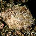 Filefish, photo taken in Indonesia, North Sulawesi, Lembeh Strait, Makawide 2