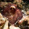Coconut octopus (Amphioctopus marginatus), photo taken in Indonesia, North Sulawesi, Lembeh Strait, Makawide 2