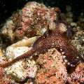 Coconut octopus (Amphioctopus marginatus), photo taken in Indonesia, North Sulawesi, Lembeh Strait, Makawide 2