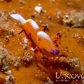 Emperor Shrimp (Periclimenes imperator), photo taken in Indonesia, North Sulawesi, Lembeh Strait, Makawide 2