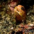 Solor Jawfish (Opistognathus solorensis), photo taken in Indonesia, North Sulawesi, Lembeh Strait, Makawide 2