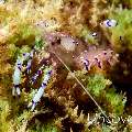 Commensal Shrimp, photo taken in Indonesia, North Sulawesi, Lembeh Strait, Makawide 2