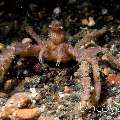 Sponge Spider Crab (Oncinopus sp. 2), photo taken in Indonesia, North Sulawesi, Lembeh Strait, Sarena Besar 1