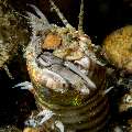 Bobbit worm (Eunice aphroditois), photo taken in Indonesia, North Sulawesi, Lembeh Strait, Sarena Besar 1