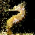 Thorny Seahorse (Hippocampus histrix), photo taken in Indonesia, North Sulawesi, Lembeh Strait, Sarena Besar 1