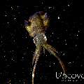 Broadfin Squid (Sepioteuthis lessoniana), photo taken in Indonesia, North Sulawesi, Lembeh Strait, Sarena Besar 1