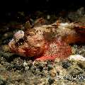 Scorpionfish, photo taken in Indonesia, North Sulawesi, Lembeh Strait, Sarena Besar 1