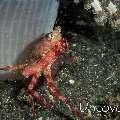 Swimmer Crab