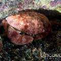 Convex Crab (Carpilius convexus), photo taken in Indonesia, North Sulawesi, Lembeh Strait, Sarena Besar 1