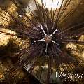 Sea Urchin, photo taken in Indonesia, North Sulawesi, Lembeh Strait, Sarena Besar 1