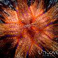 Fire Seaurchin (Astropyga radiata), photo taken in Indonesia, North Sulawesi, Lembeh Strait, Rojos