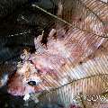 Tassled Scorpionfish (Scorpaenopsis oxycephala), photo taken in Indonesia, North Sulawesi, Lembeh Strait, Rojos