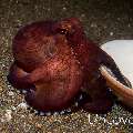 Coconut octopus (Amphioctopus marginatus), photo taken in Indonesia, North Sulawesi, Lembeh Strait, Rojos
