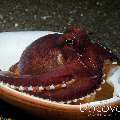 Coconut octopus (Amphioctopus marginatus), photo taken in Indonesia, North Sulawesi, Lembeh Strait, Rojos