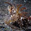 Ambon Scorpionfish (Pteroidichthys amboniensis)