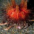 Fire Seaurchin (Astropyga radiata), Urchin Carry Crab (Dorippe frascone), photo taken in Indonesia, North Sulawesi, Lembeh Strait, Rojos