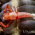 Emperor Shrimp (Periclimenes imperator), photo taken in Indonesia, North Sulawesi, Lembeh Strait, Tandurusa