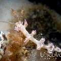 Nudibranch, photo taken in Indonesia, North Sulawesi, Lembeh Strait, Tandurusa