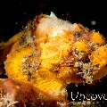Humpback Scorpionfish (Scorpaenopsis macrochir)