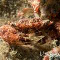 Swimmer Crab, photo taken in Indonesia, North Sulawesi, Lembeh Strait, Tandurusa