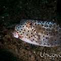 Juvenile, Nasal Boxfish (Ostracion nasus), photo taken in Indonesia, North Sulawesi, Lembeh Strait, Tandurusa