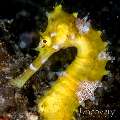 Thorny Seahorse, photo taken in Indonesia, North Sulawesi, Lembeh Straight, Sarena Besar 1