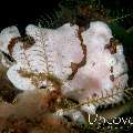 Painted Frogfish (Antennarius pictus), photo taken in Indonesia, North Sulawesi, Lembeh Strait, Sarena Besar 1