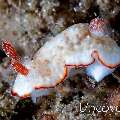 Nudibranch, photo taken in Indonesia, North Sulawesi, Lembeh Strait, Sarena Besar 1