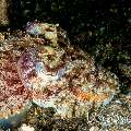 Broadclub cuttlefish (Sepia latimanus), photo taken in Indonesia, North Sulawesi, Lembeh Strait, Sarena Besar 1