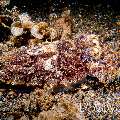 Broadclub cuttlefish (Sepia latimanus), photo taken in Indonesia, North Sulawesi, Lembeh Strait, Sarena Besar 1