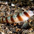 Shrimpgoby, photo taken in Indonesia, North Sulawesi, Lembeh Strait, Sarena Besar 1